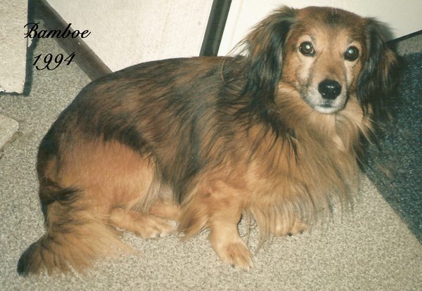 Bobo alias Bamboe 1994, kleur van lichtbruin tot zwart, licht ruwharig, bastaardteckel, 24 cm. hoog, 8 kilo zwaar
